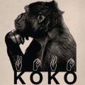 Показ фильма «Коко, говорящая горилла» Барбета Шредера в Порядке слов